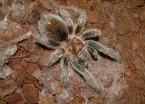 Grammostola rosea